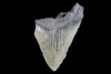 Partial, Fossil Megalodon Tooth #89040-1